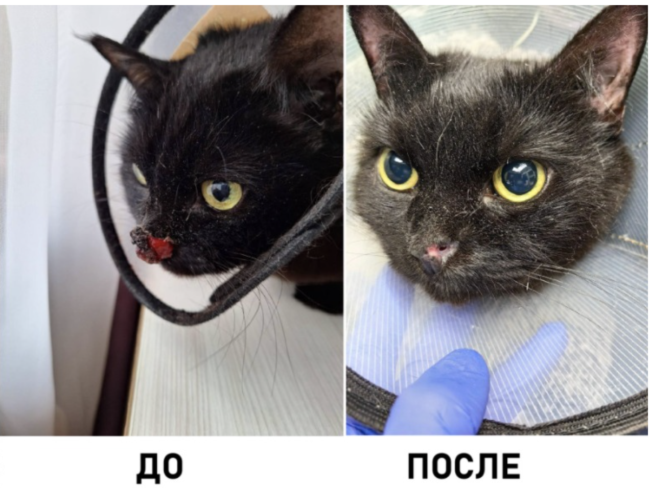 опухоль у кошки на носу