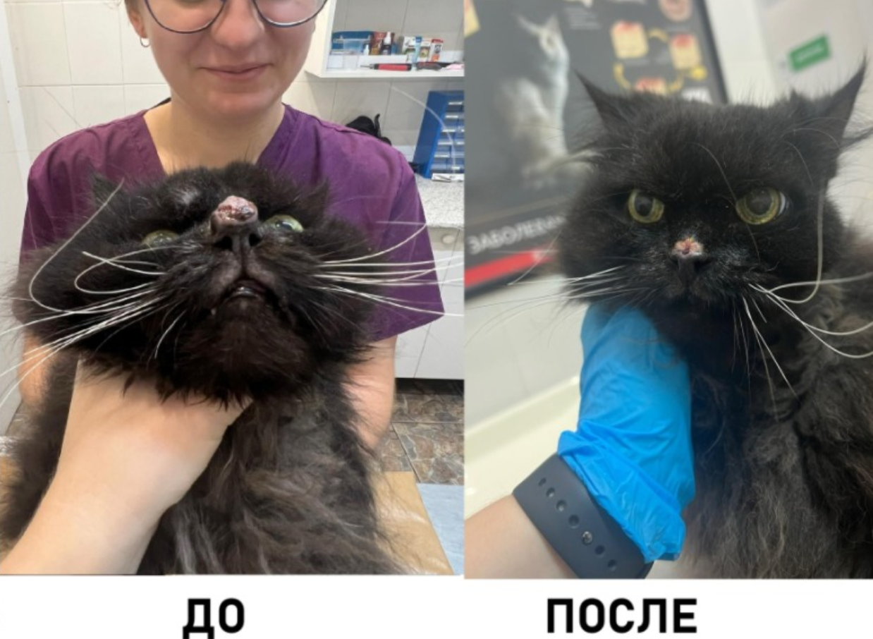 опухоль у кота на носу