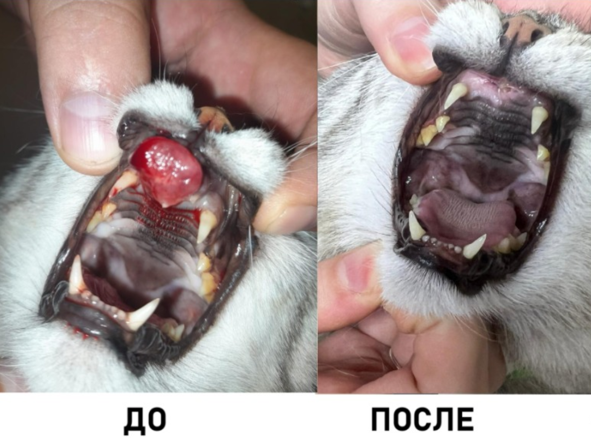 опухоль у кошки во рту