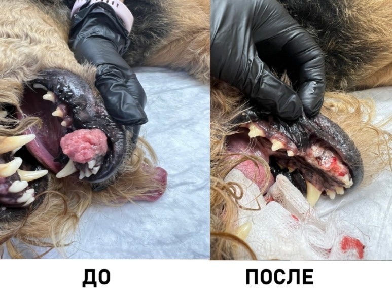 опухоль у собаки во рту