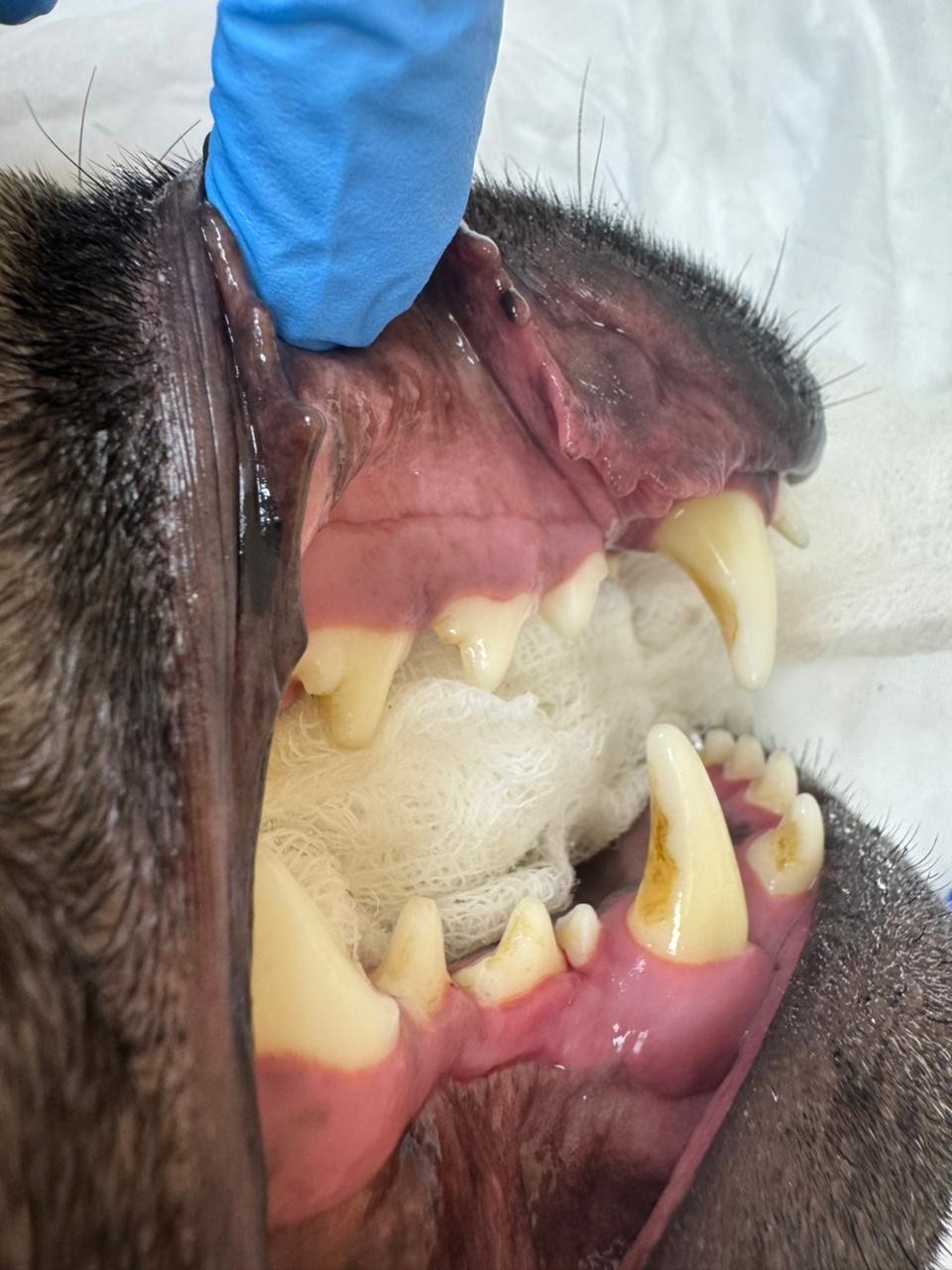 поврежденный клык у собаки
