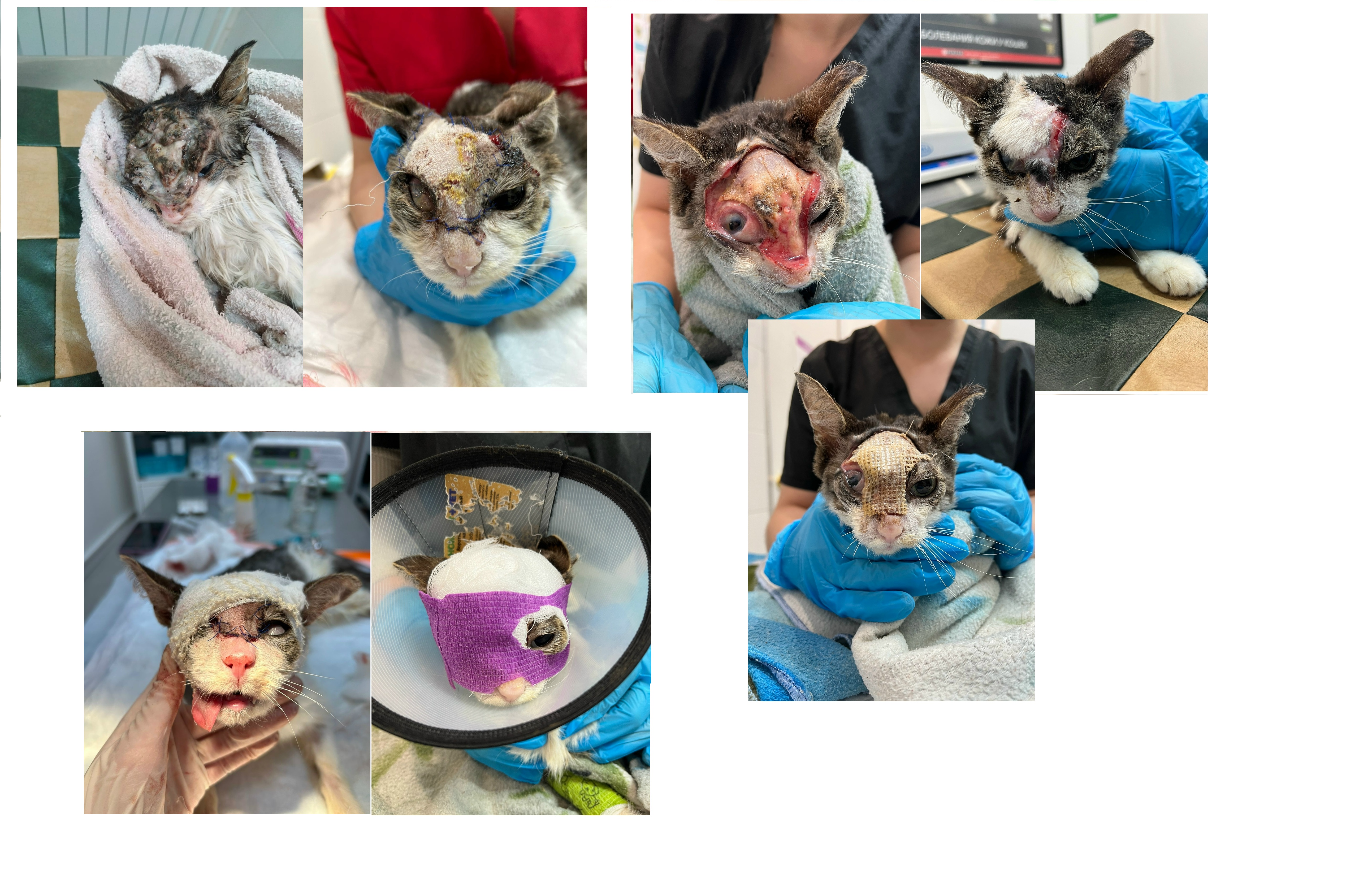 кахексия в Туле