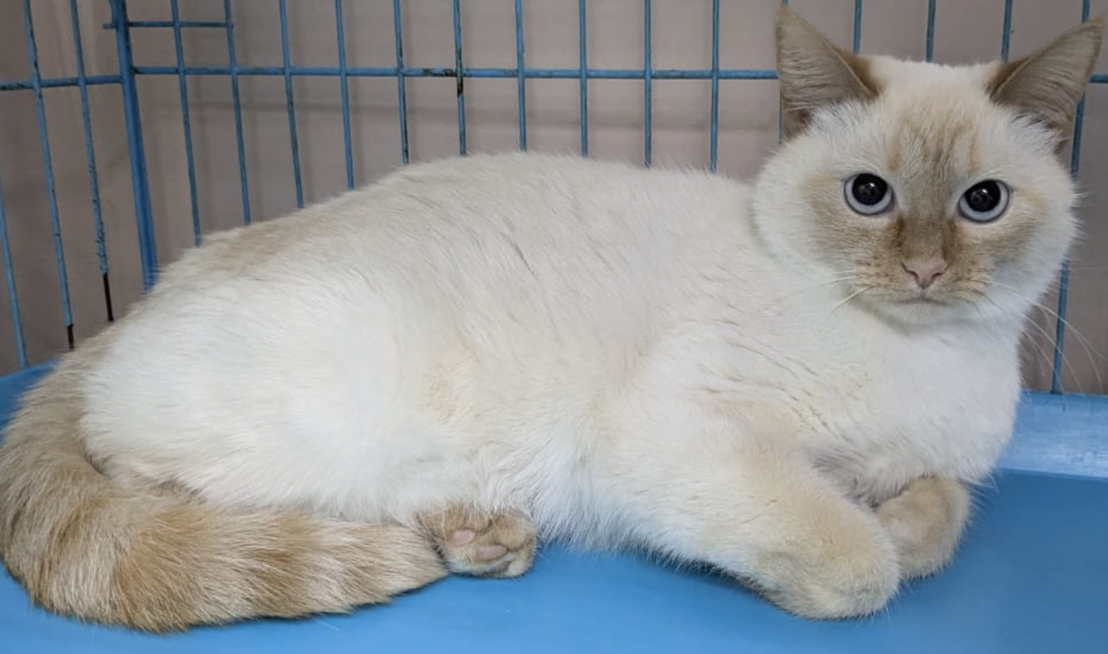 голубоглазая кошка