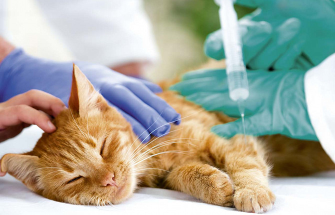 Первичный прием анестезиолога